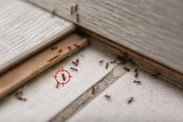 Best Insect Control  in Oakland, MO