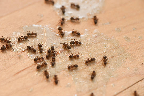 Best Affordable Pest Control Services  in Oakland, MO